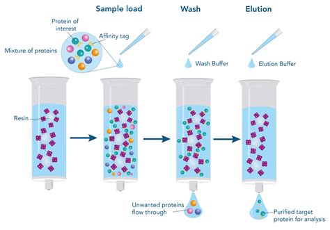 affinity purification of protein